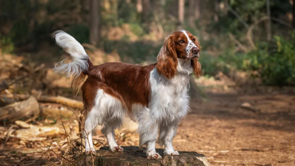 Spaniel (Welsh Springer)